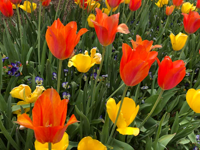 Photo: Jill Odom/Total Landscape Care