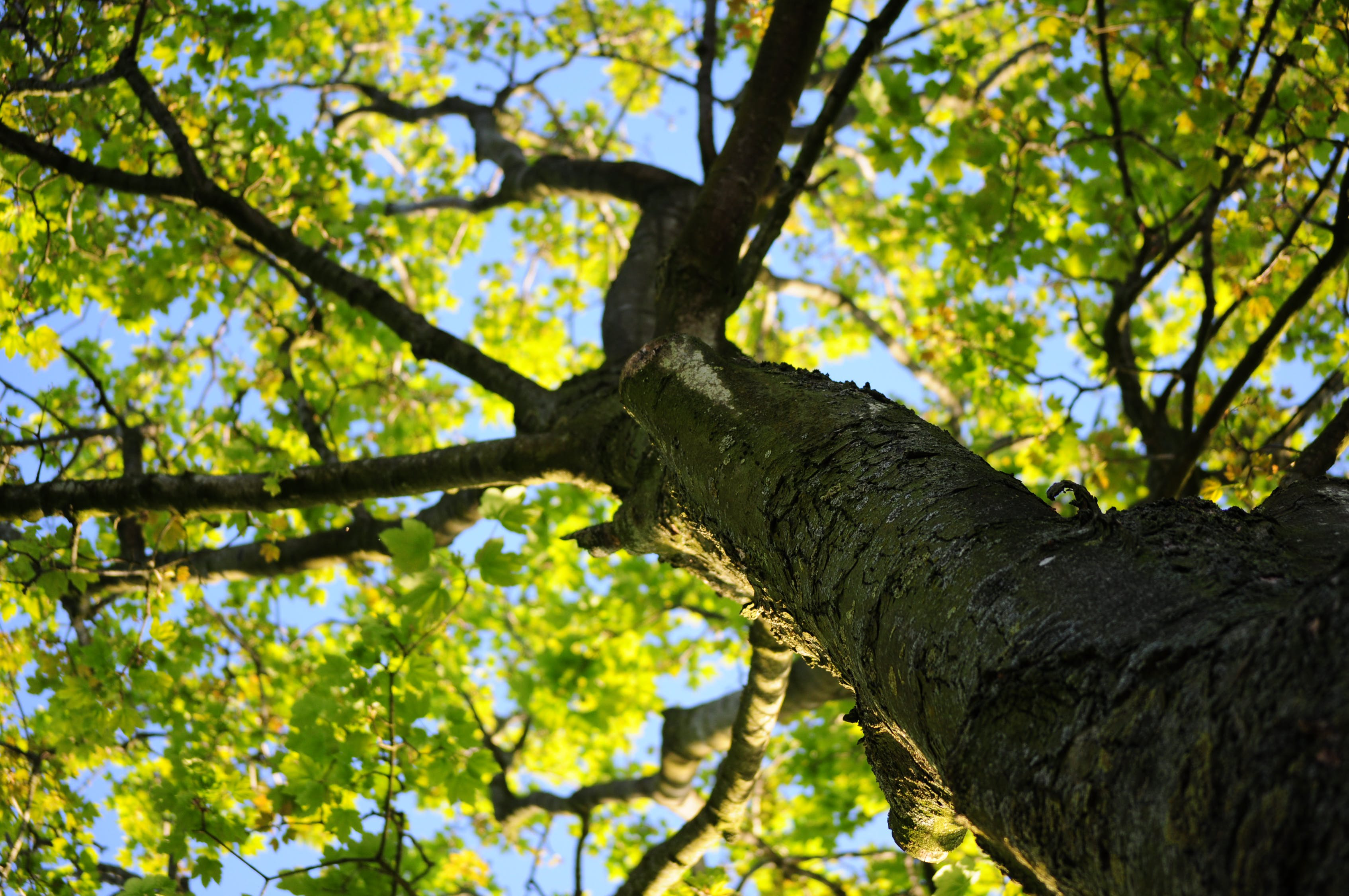 tree-canopy