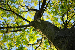 tree-canopy