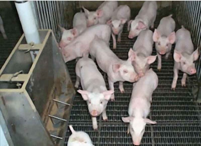 TRB researchers articulate means to process hog wastes from manure lagoons into bio-binder suitable for use with liquid asphalt in HMA or crack sealants.