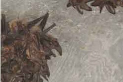 Colonies of Townsend’s big-eared bats such as these are exactly the sort of residents the Oregon Department of Transportation hopes to lure to its newly rebuilt Curtis Creek Bridge.