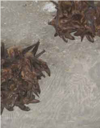 Colonies of Townsend’s big-eared bats such as these are exactly the sort of residents the Oregon Department of Transportation hopes to lure to its newly rebuilt Curtis Creek Bridge.