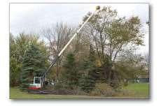 Trim In Congested Untitled 1