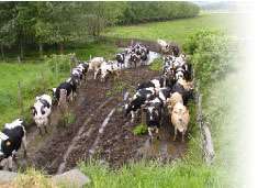 Cow Roads Untitled 1