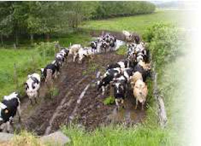 Cow Roads Untitled 1