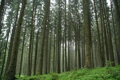 Plastics from trees.