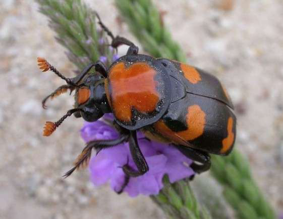 Abb2004 E1351267090943