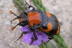 Abb2004 E1351267090943