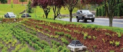 Drainage is important in sustainable design. In Tacoma, Wash., this roadside drainage swale keeps exhaust byproducts, such as residual hydrocarbon compounds and heavy metals from the pavement surface, out of water supplies. Natural bacteria in soil neutralize products in runoff prior to runoff reaching existing aquifer.