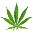 pot leaf