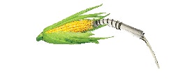 Corn1