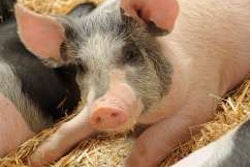 Pig waste is being used as an asphalt binder