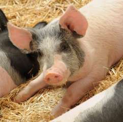 Pig waste is being used as an asphalt binder