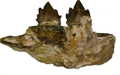 Teeth from one of the baleen whale fossils. Credit: Cooper Archaeological and Paleontological Center