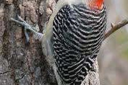 Woodpecker