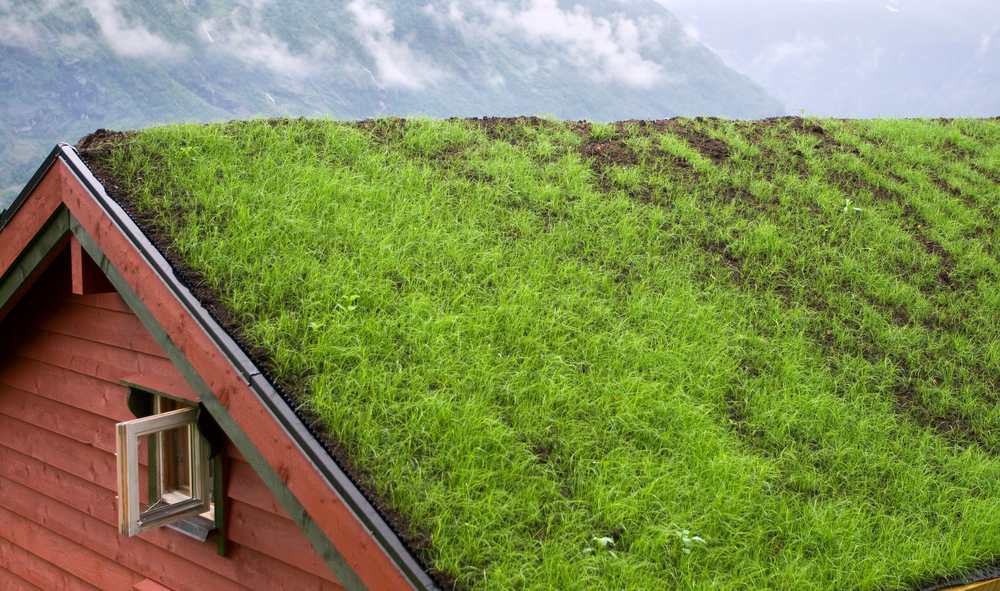 green roof photosynthesis