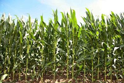 The ash from burnt corn stalks and leaves, a byproduct of producing biofuel, is used in a new stronger formula of concrete.