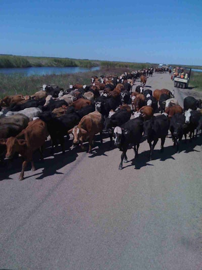 One passing challenge during the project was a herd of cattle being driven down the road by some horsemen. Since work was halted for a short period, the crew took a few photos as the herd waddled past. (Photo: Big River Industries)