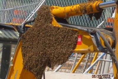 Bees swarm a backhoe on a construction site at Toronto’s Union Station // Credit: Toronto Star/City of Toronto