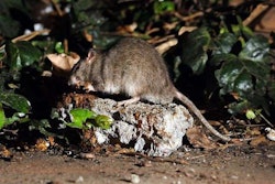 A rat near San Francisco’s Central Tunnel construction. Credit: Michael Short, The Chronicle