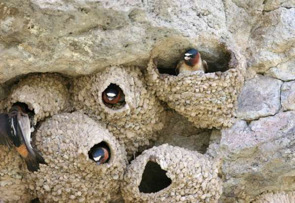 nesting cliff swallows