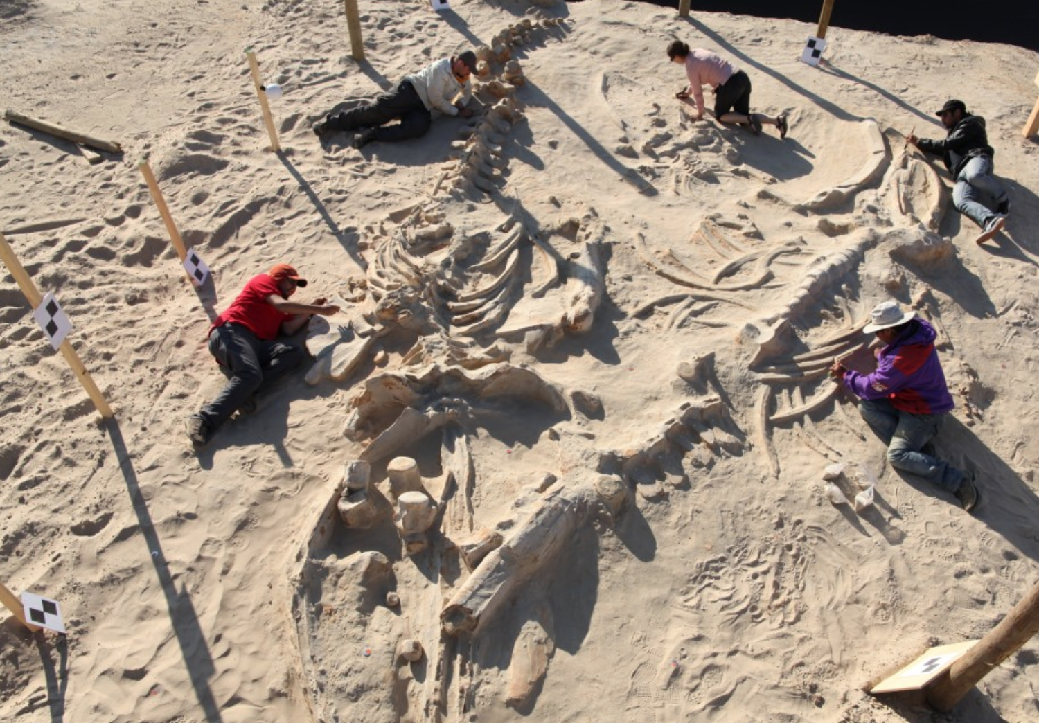 chile whale graveyard 3