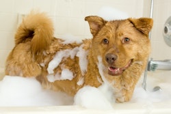 shutterstock_13020424