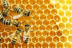 honeybees