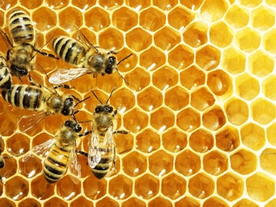 honeybees