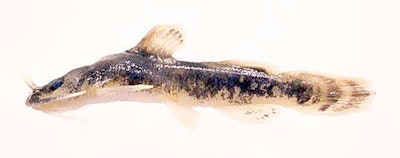 The endangered Madtom Catfish