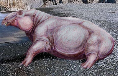 One of the fossils found included the teeth of an ancient, hippopotamus-like creature called Desmostylus.