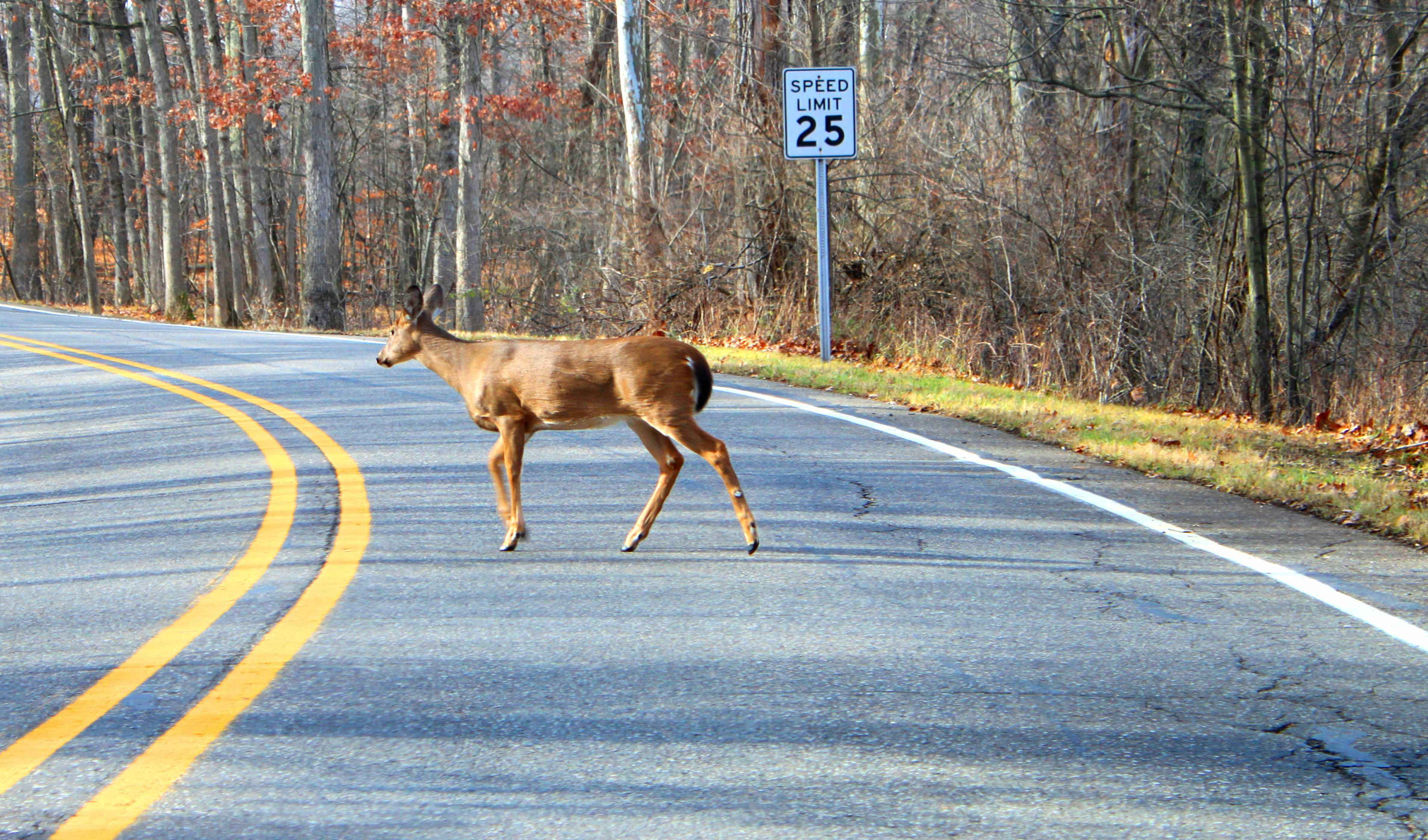 White-tailed_Deer_Crossing_a_Road_Kensington_Metropark_Michigan