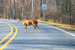 White-tailed_Deer_Crossing_a_Road_Kensington_Metropark_Michigan
