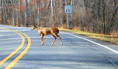 White-tailed_Deer_Crossing_a_Road_Kensington_Metropark_Michigan