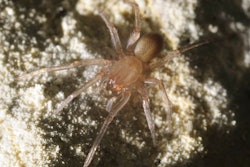 This spider is said to be identical to the Braken Bat Cave Meshweaver. | Photo: Zara Environmental LLC