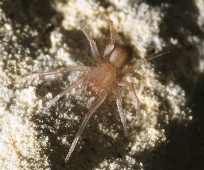 This spider is said to be identical to the Braken Bat Cave Meshweaver. | Photo: Zara Environmental LLC