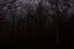 Haynesville Woods