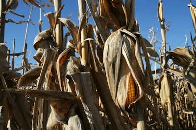 800px-Corn_stalks_in_Benton_County,_Indiana