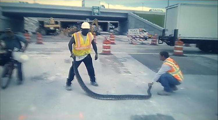 Miami construction workers wrangle 11-foot python