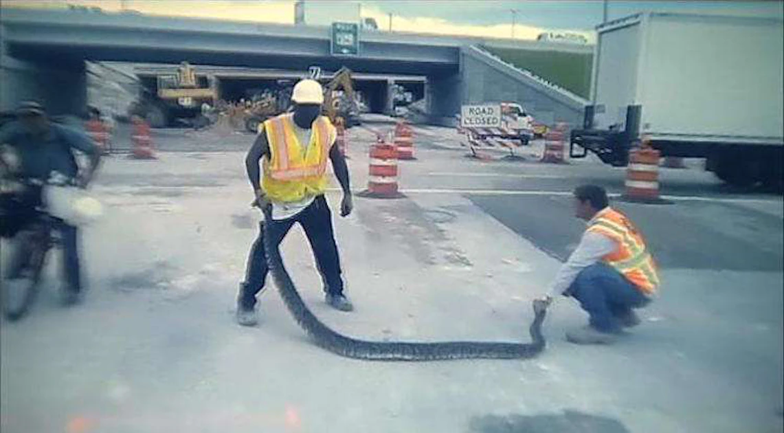 Python Construction Machine Construction crew wrangles 11-foot python on Florida jobsite ...
