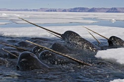 The giant tusks of Narwhals are seen while the whales breach in Arctic waters. Credit: Paul Nicklen/National Geographic/World Wildlife Foundation