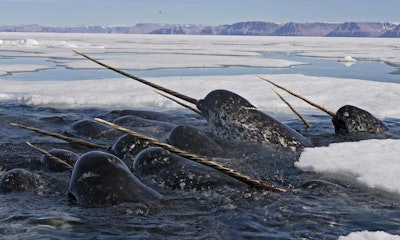 The giant tusks of Narwhals are seen while the whales breach in Arctic waters. Credit: Paul Nicklen/National Geographic/World Wildlife Foundation