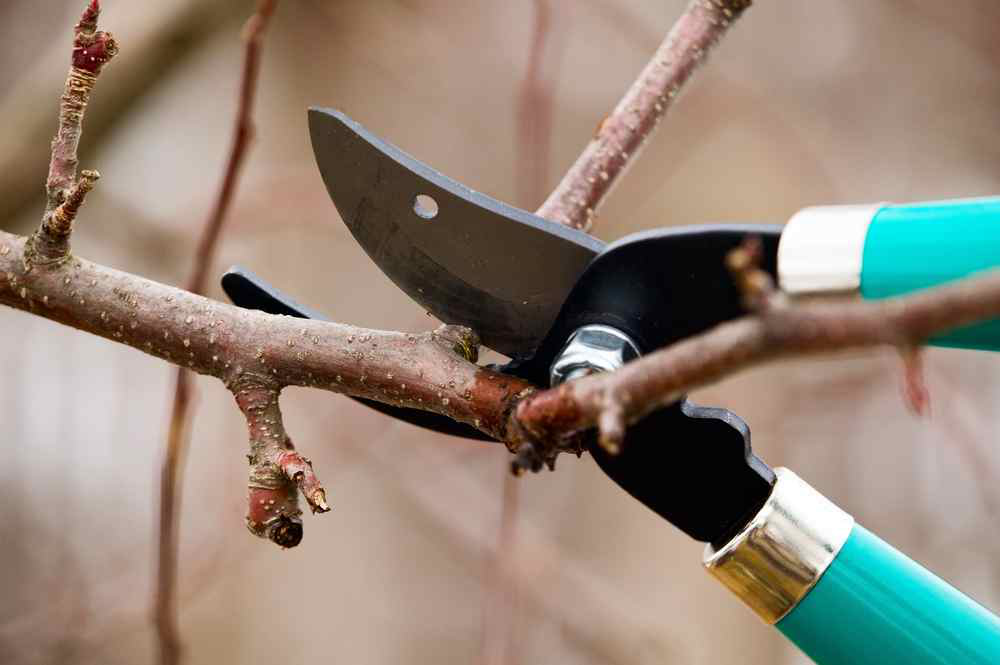 pruning_tlc