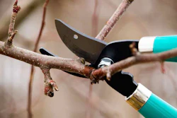 pruning_tlc
