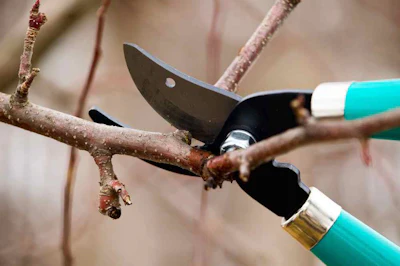Pruning Tlc