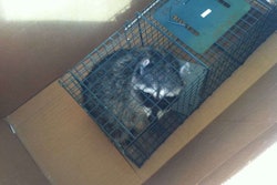 A photo of the raccoon he freed taken by Todd Sutton. Via: San Francisco Chronicle
