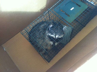 A photo of the raccoon he freed taken by Todd Sutton. Via: San Francisco Chronicle
