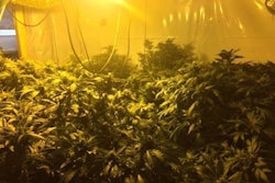 Police found a huge amount of pot being grown inside the office. Credit: Bellingham Police Department via WCVB