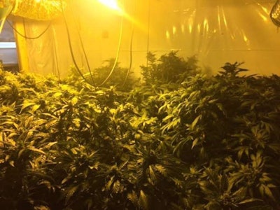 Police found a huge amount of pot being grown inside the office. Credit: Bellingham Police Department via WCVB
