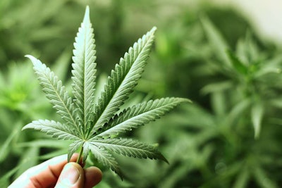 Positive tests for marijuana were at 2.2 percent in construction, less than half the that of the accommodation and food services industry segment, according to the Quest Diagnostics Drug Testing Index.